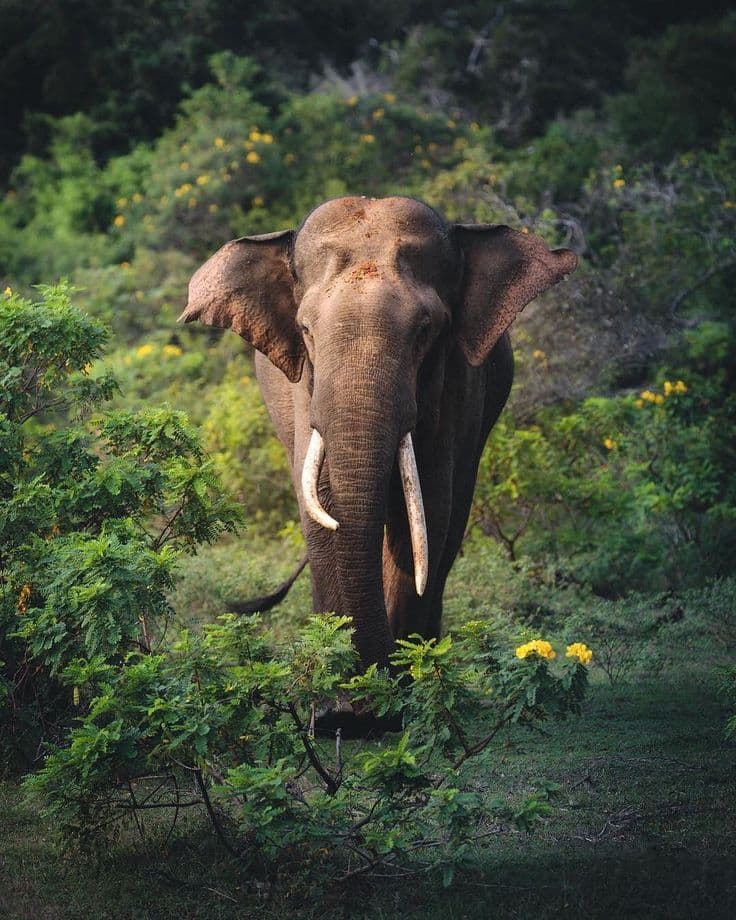 Thekkady