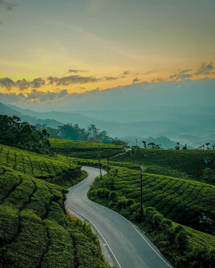 Kochi to Munnar