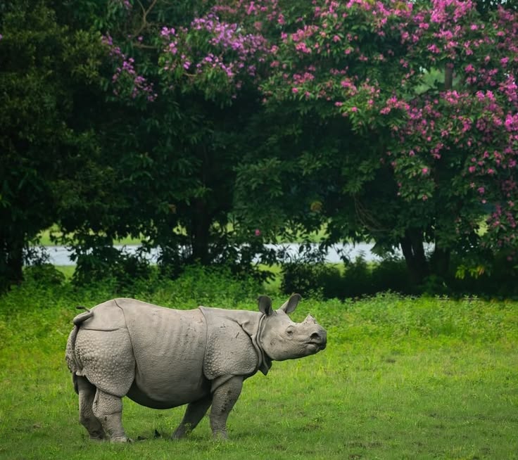 Chitwan Safari