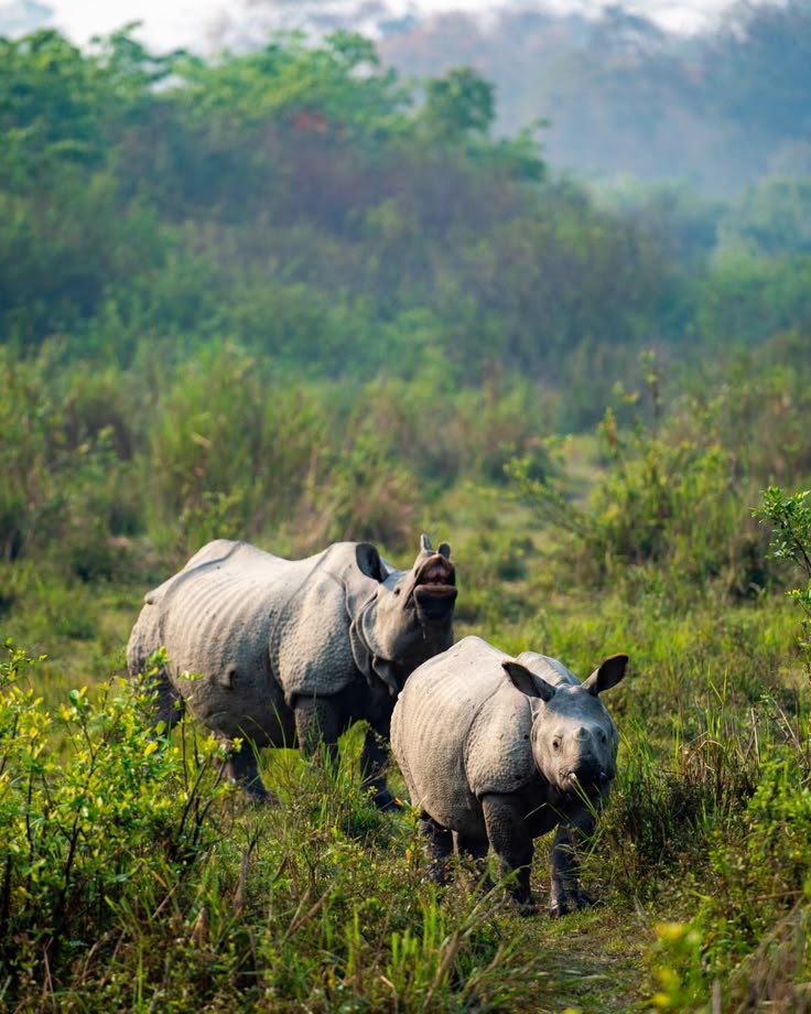 Kaziranga
